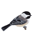 Chickadee.PNG