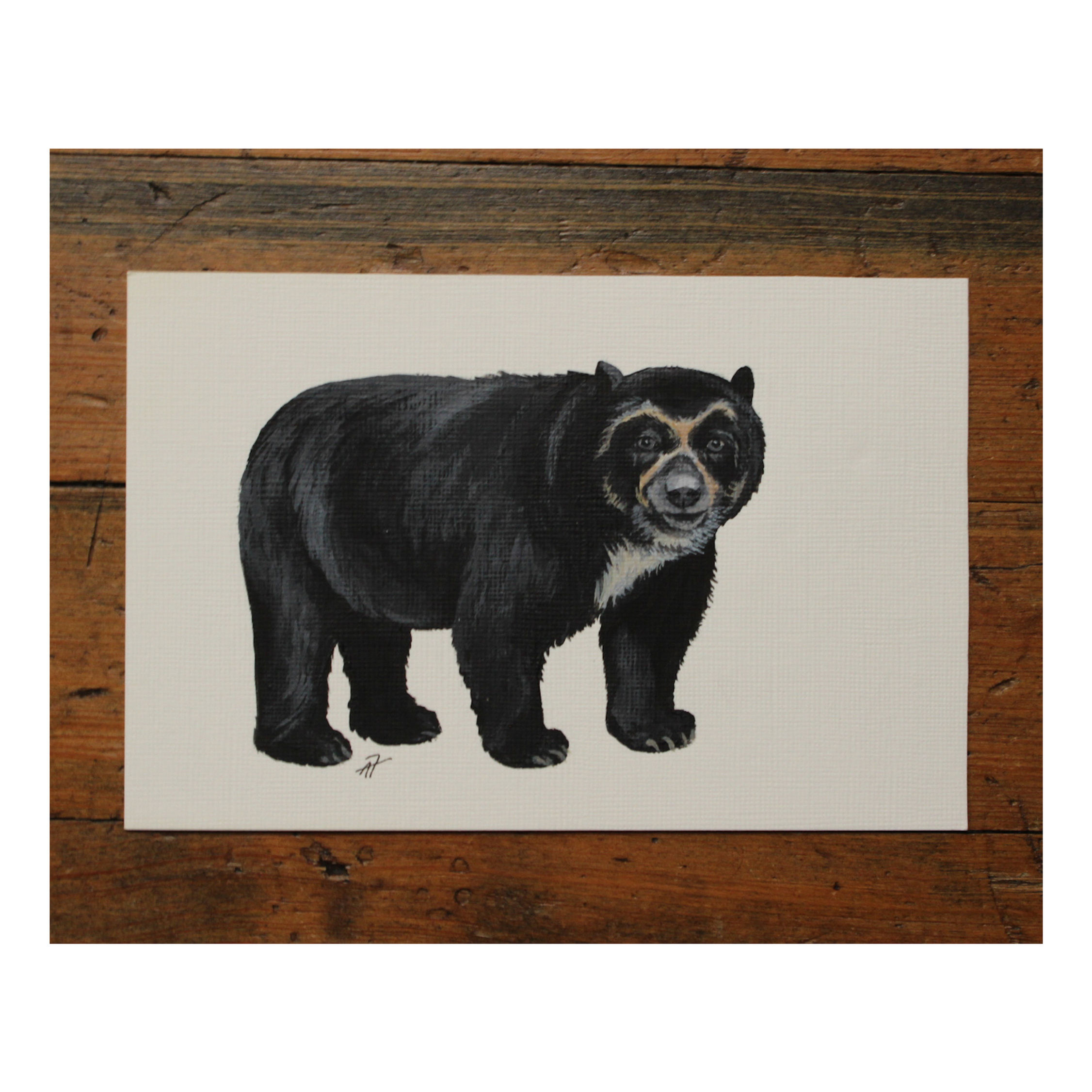 Spectacled Bear ORIGINAL