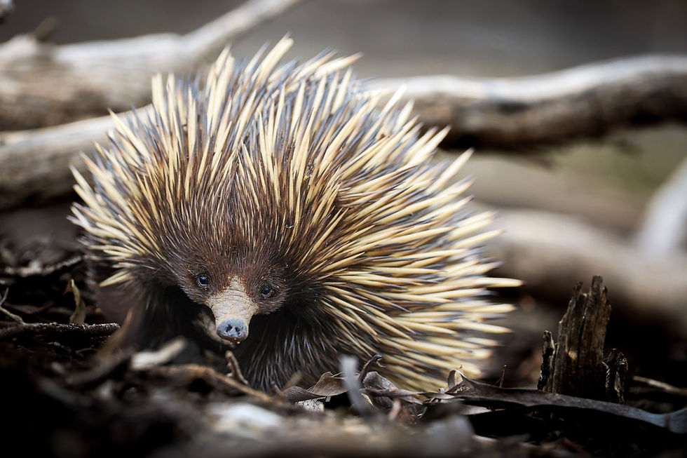 Loz Coleman IMG2.jpg