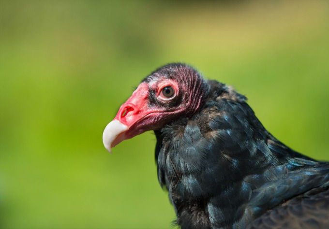 Vultures