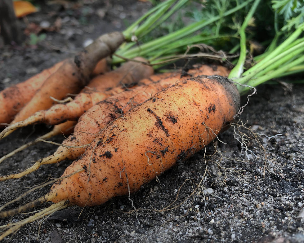 Produce for All Things Wild