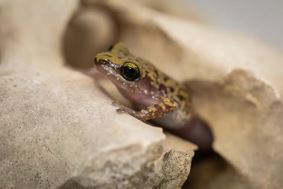 Have You Ever Seen a Chirping Frog?