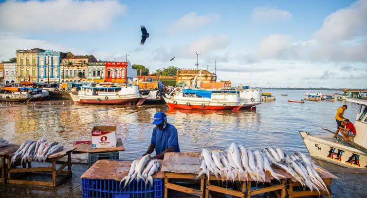 Amazônia tem mais de 2,7 mil espécies de peixes, aponta estudo