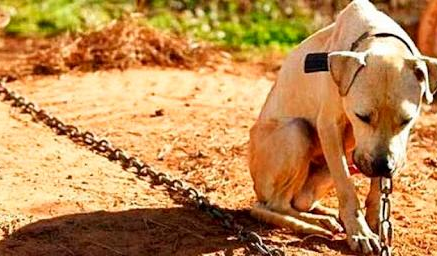RN barra condenados por maus-tratos a animais de assumir cargos públicos
