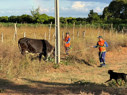 Prefeitura do Assú realiza Operação Salva Vidas para apreensão de animais soltos na RN-016.