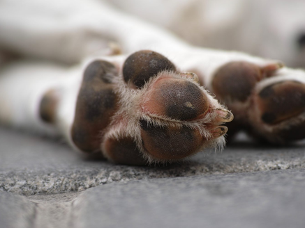 RN pode barrar condenados por maus-tratos a animais em cargos públicos