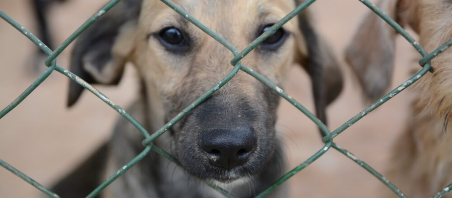 Senado aprova aumento de penas para maus-tratos contra animais