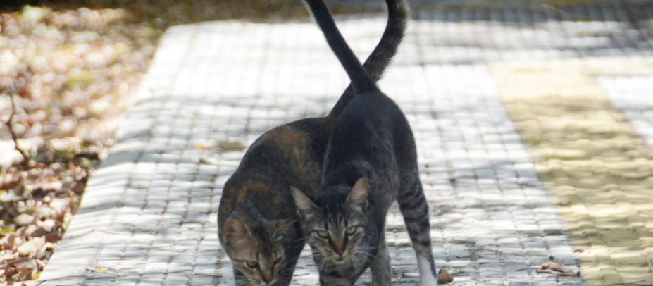 Doença transmitida por gatos cresce no Rio Grande do Norte.