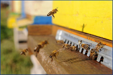 Bees-Protection.jpeg