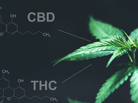 Blog Post 7: Beyond THC & CBD: A Patient's Guide to Minor Cannabinoids (CBG, CBN, CBC)