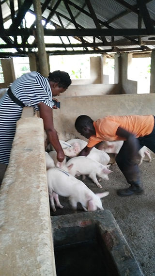 Piggery Farm 3