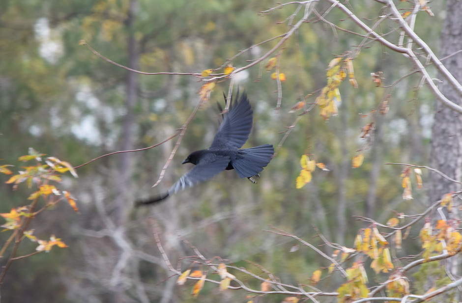 DSC_0131.JPG