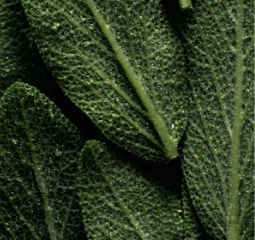 Image (Fresh botanical herbs)