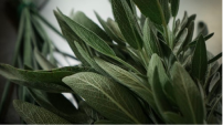 Image (Botanical leaves arrangement)