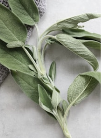 Image (Green plant on white textile)