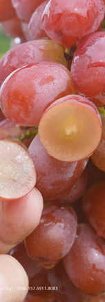 Vanung Seedless crimson (8).jpg