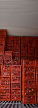 Vanung shatang mandarin (32).jpg