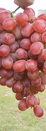 Vanung Seedless crimson (9).jpg