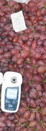 Vanung Seedless crimson (6).jpg