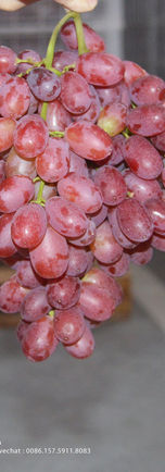 Vanung Seedless crimson (1).jpg
