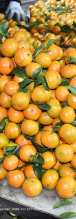 Vanung shatang mandarin (14).jpg