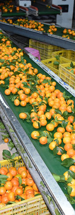 Vanung shatang mandarin (30).jpg