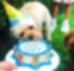 Thumbnail: dog birthday/Gotcha dog cakes