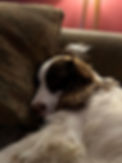 telyn sofa.jpg
