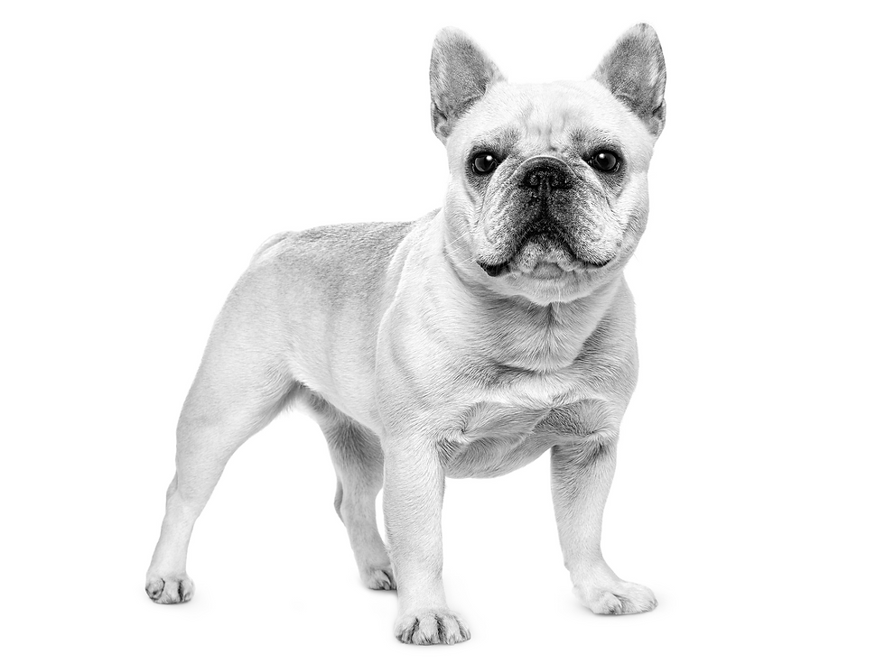 Miniatura: French Bulldog Adult 7,5KG