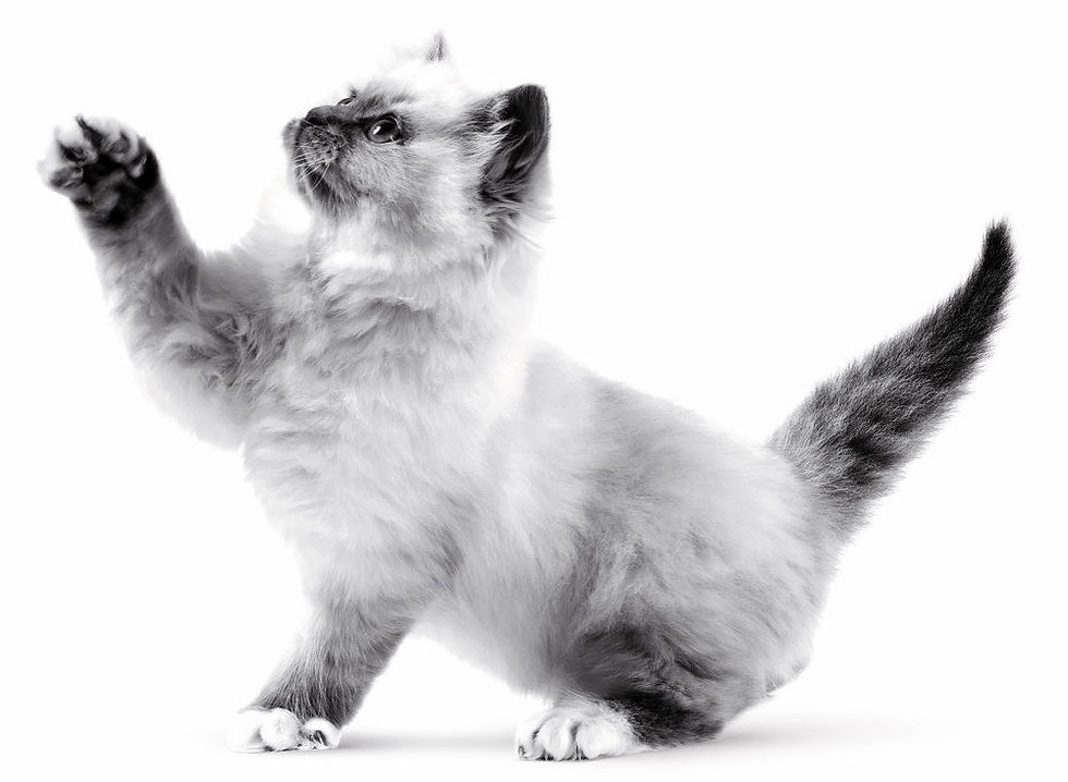 Miniatura: Kitten 1,5KG