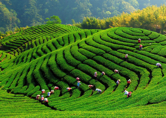 Land Scape 2.jpg