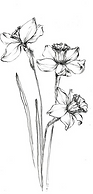 Blooming daffodils
