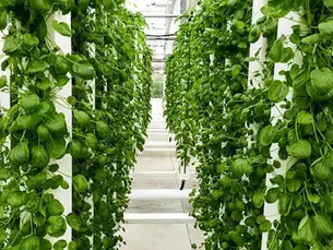 Maximize Yield with Vertical Hydroponics and Aquaponics