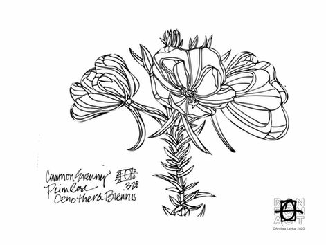 Curious Coloring Pages, Evening Primrose, Opossum, Dragon Fun