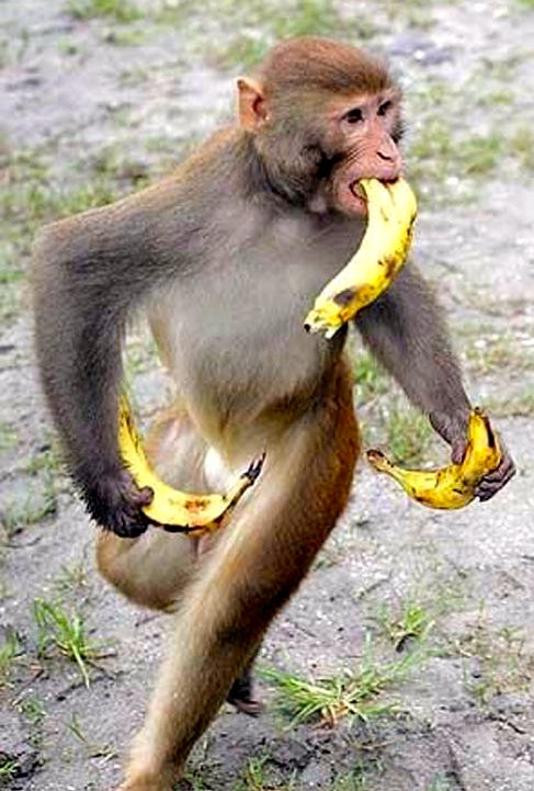 Monkey Taking Bananas