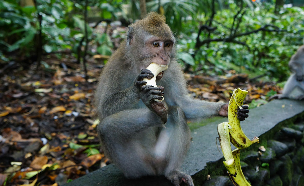 Monkey in Jungle Eating Banana