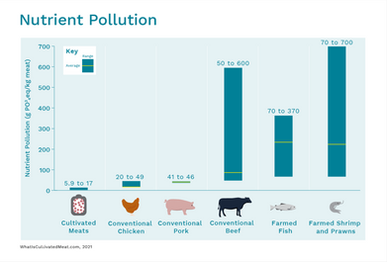 "Cultivated Meat Nutrient Impact" by WhatIsCultivatedMeat.com can be reused under the CC BY 4.0 license.