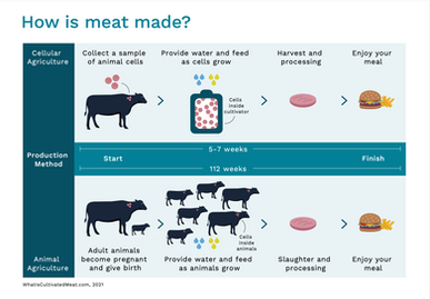 "How Cultivated Meat Is Made" by WhatIsCultivatedMeat.com can be reused under the CC BY 4.0 license.