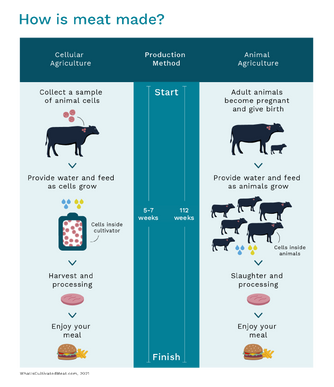 "How Is Meat Made" by WhatIsCultivatedMeat.com can be reused under the CC BY 4.0 license.