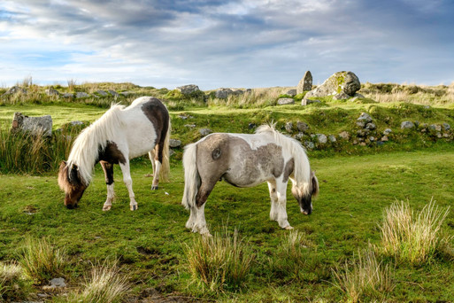 Dartmoor Ponies
