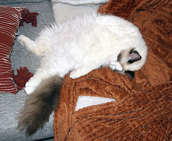 Corinne-myser-1.jpg