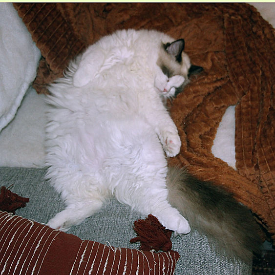 Corinne-myser-2.jpg