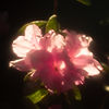 flower.vibes.march_001.jpg