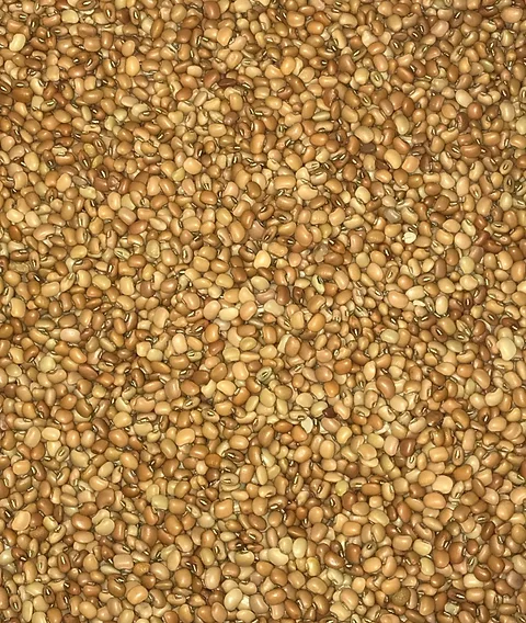 Iron Clay Cowpeas Black Eyed Peas Wittenberg Seed Sale