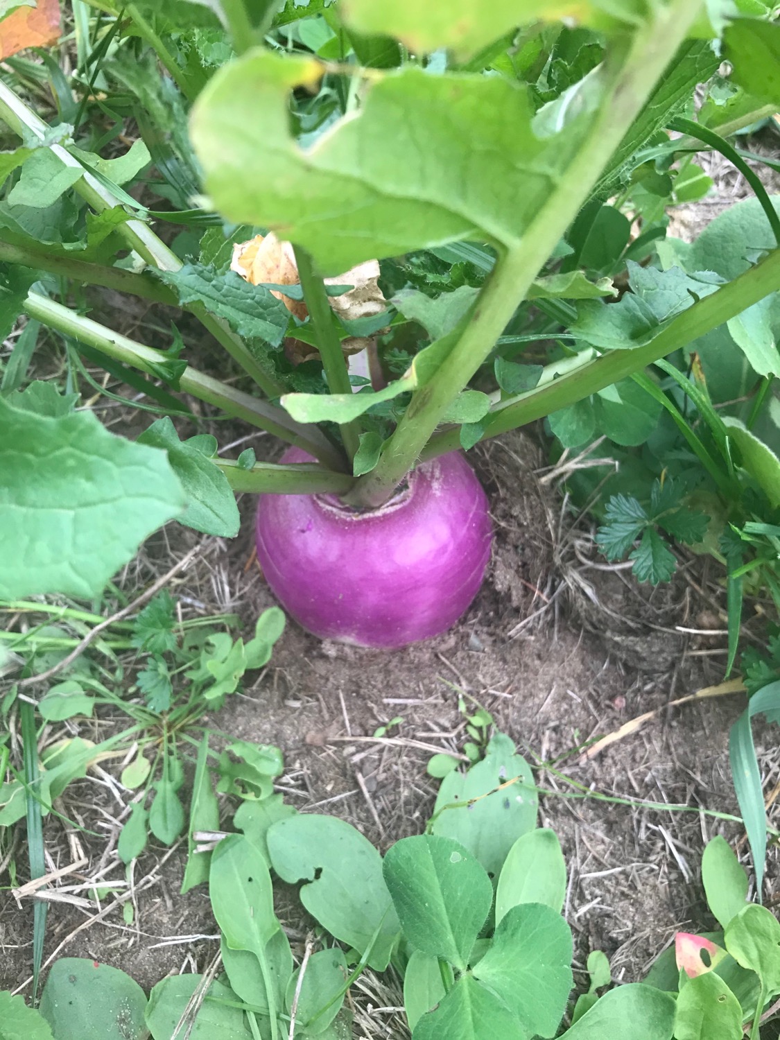 Writer: Wittenberg Seed Sales