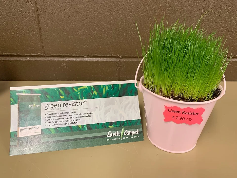 Green Resistor Lawn Seed Mix Wittenberg Seed Sale