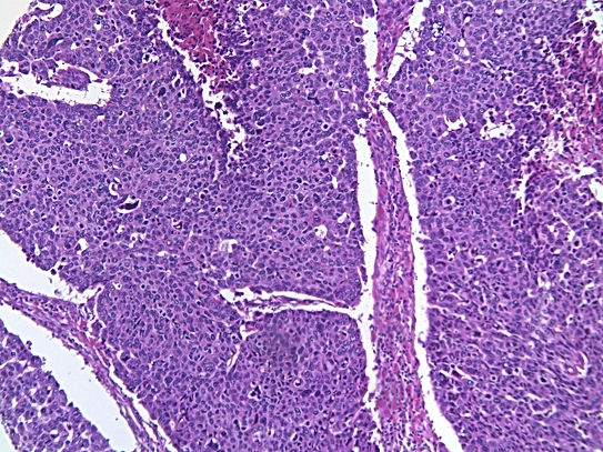 UNC241A-C02.jpg