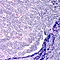 C05