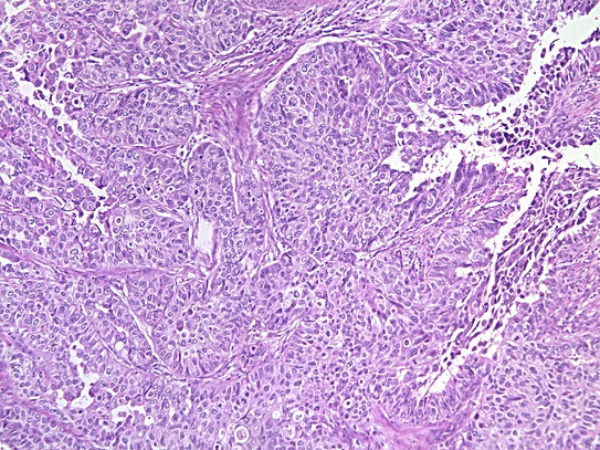 UNC241A-C02.jpg