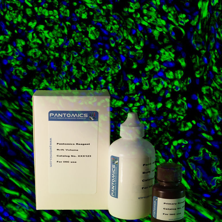 Thumbnail: PanFluor™ 488 Immunofluorescence Rabbit Ig Detection Kit